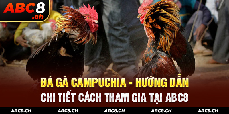 Đá Gà Campuchia - Hướng Dẫn Chi Tiết Cách Tham Gia Tại ABC8