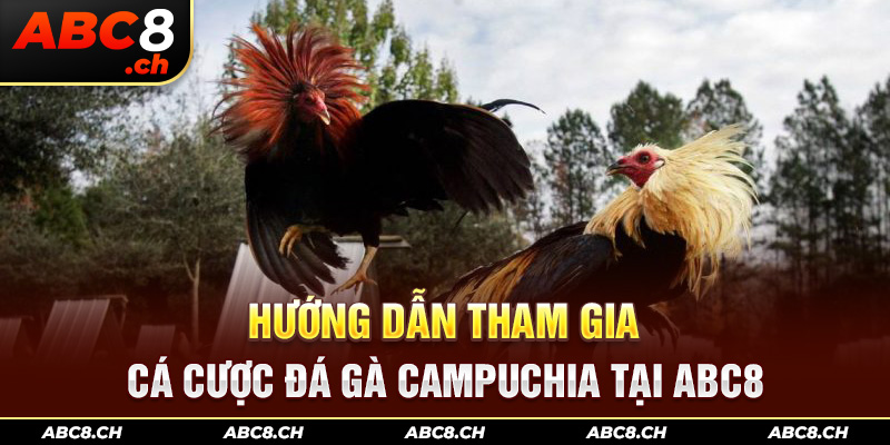 Hướng dẫn tham gia cá cược đá gà Campuchia tại ABC8