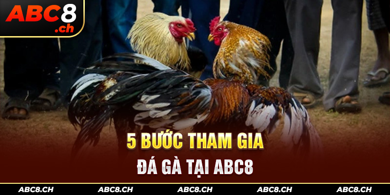 5 bước tham gia đá gà tại ABC8