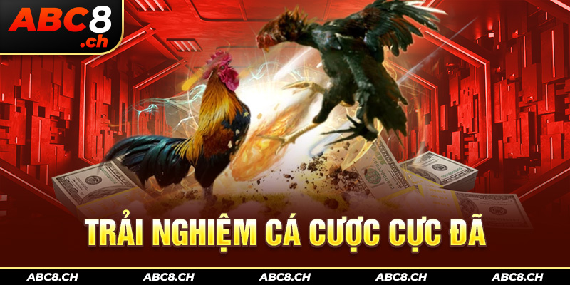 Trải nghiệm cá cược cực đã